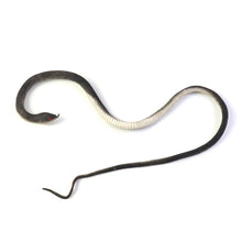 Durable rubber snake prank toy for playful tricks and scares