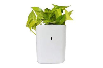 Compact hanging planter pot showcasing its space-saving design for small areas.