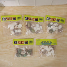 Decorative arrangement of natural seashells for seasonal home decoration