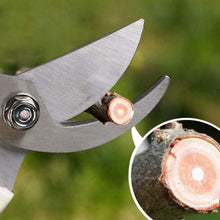 Close-up of silver pruning shear blades cutting a small tree branch, with an inset showing the branch's cross-section.